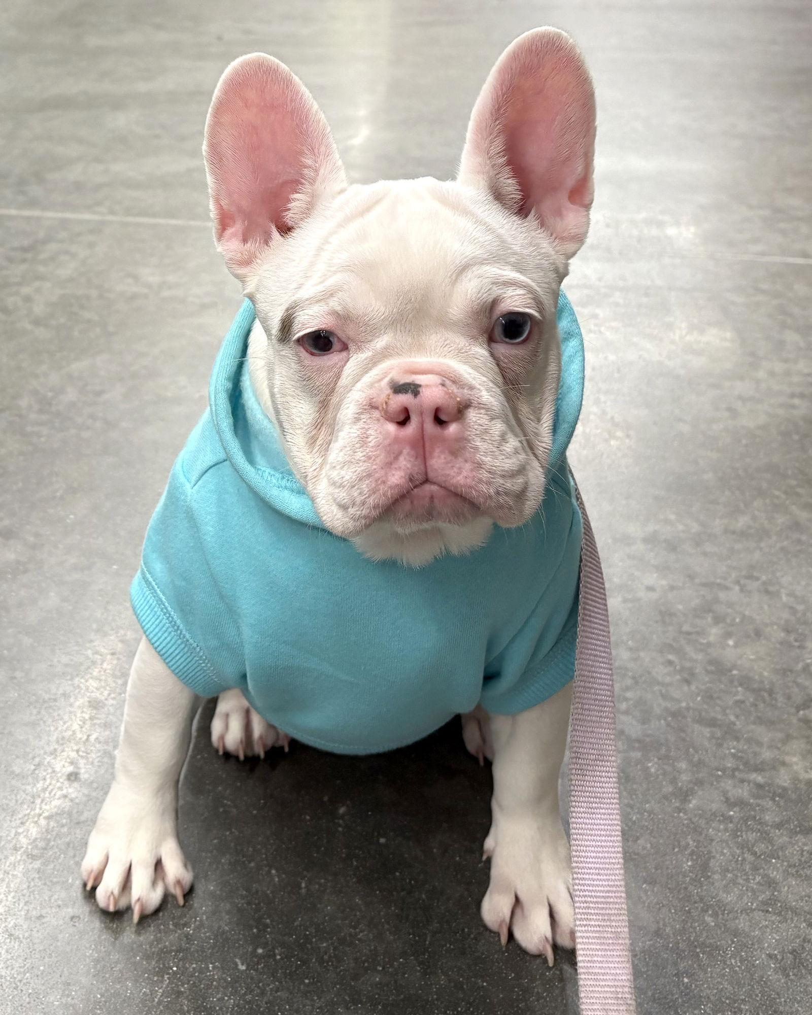 Peppa, a Adopted French Bulldog in Corona, CA image 2/3