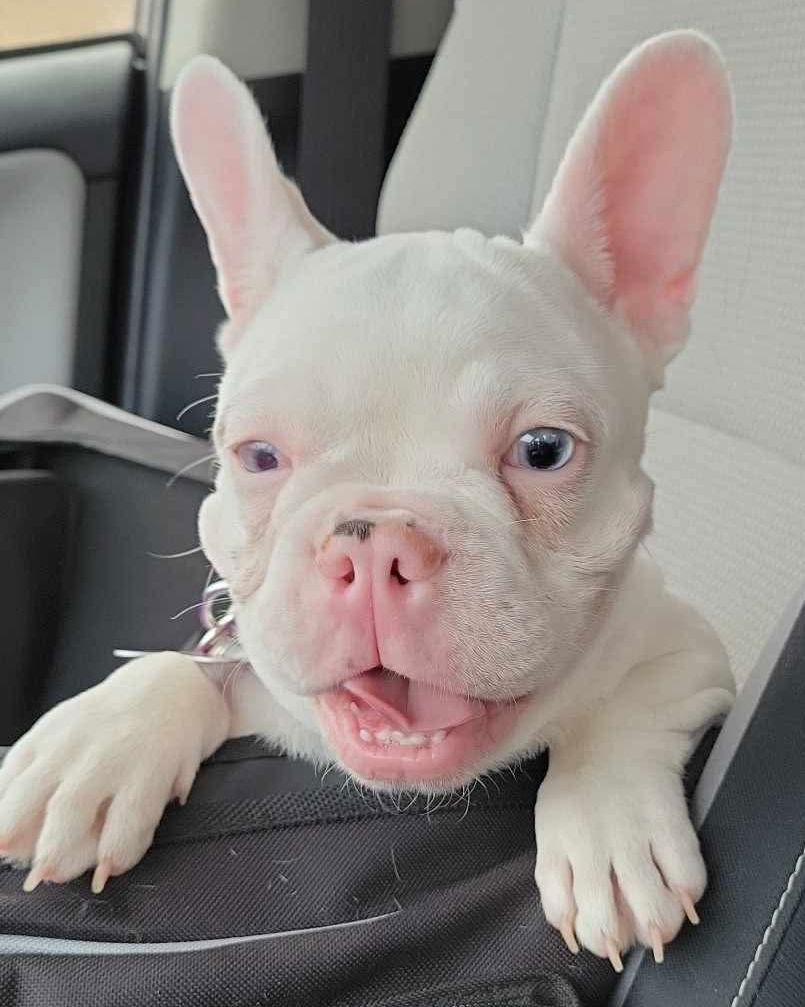 Peppa, a Adopted French Bulldog in Corona, CA image 3/3