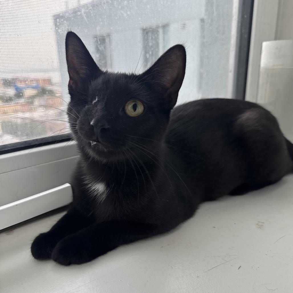 Hungi — thumbnail 2