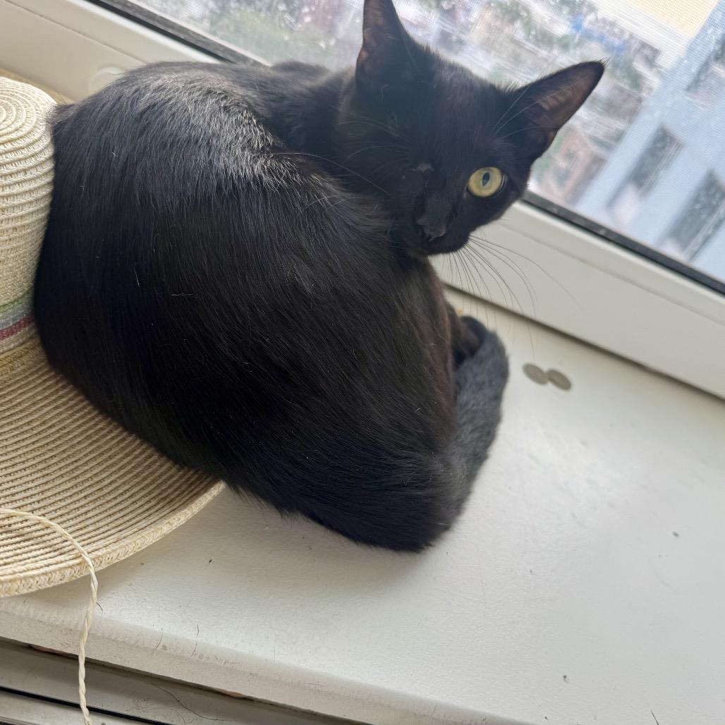 Hungi — thumbnail 3