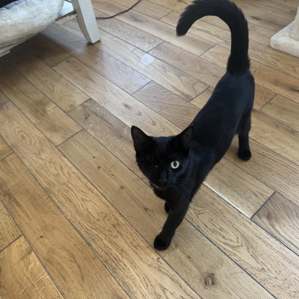 Hungi — thumbnail 4