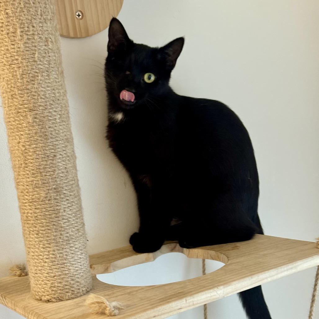 Hungi — thumbnail 5