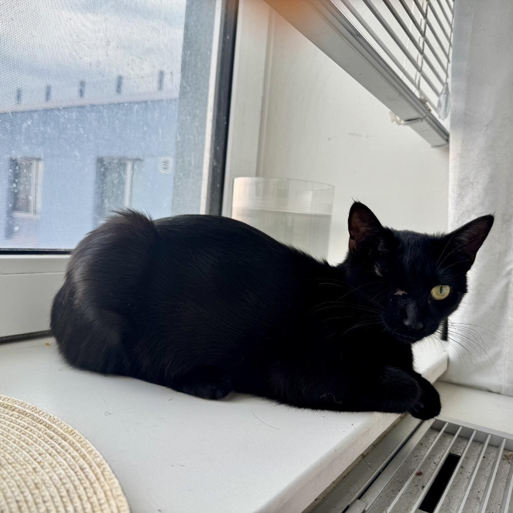 Hungi — thumbnail 6