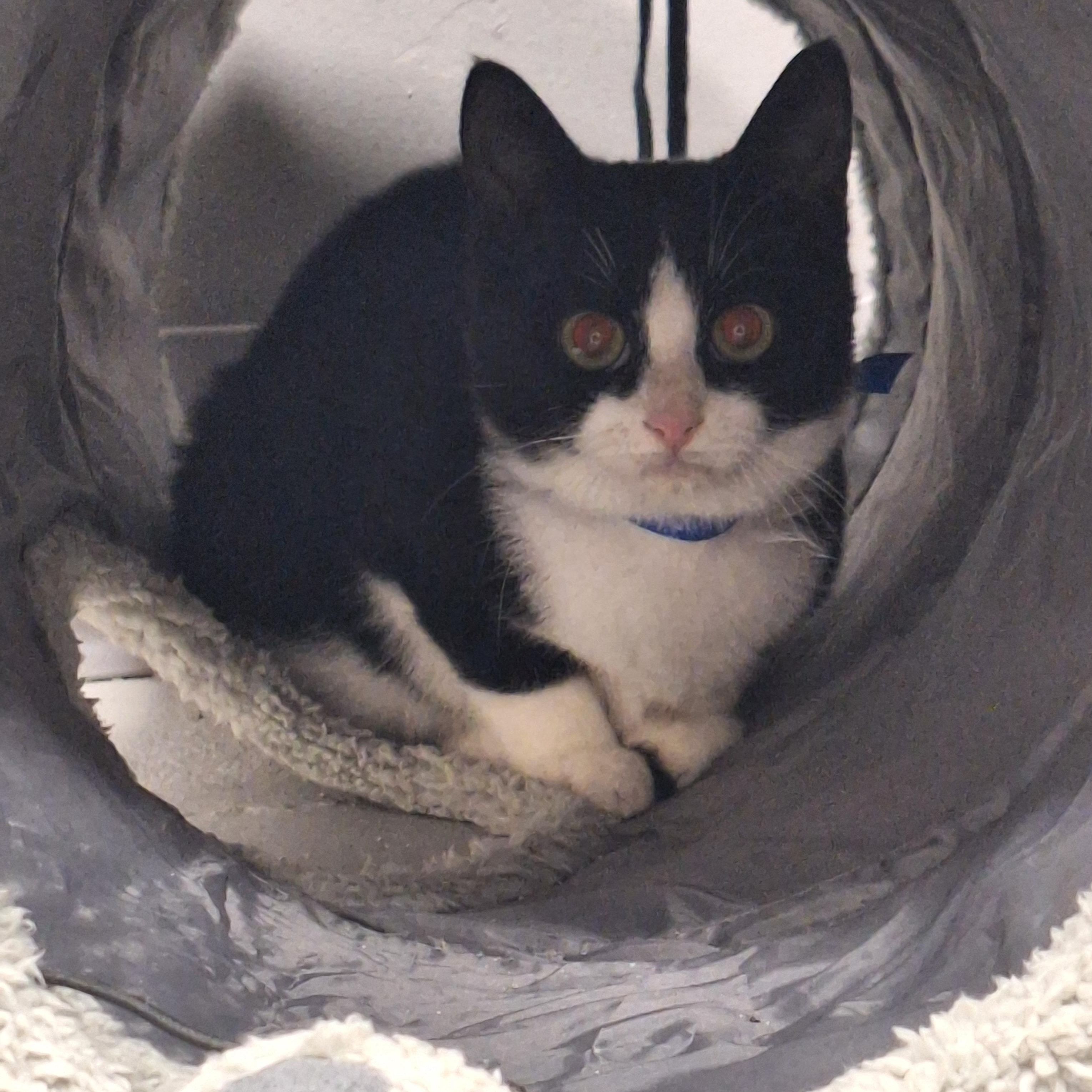 Skully, Adoptable, Young Female Domestic Short Hair.