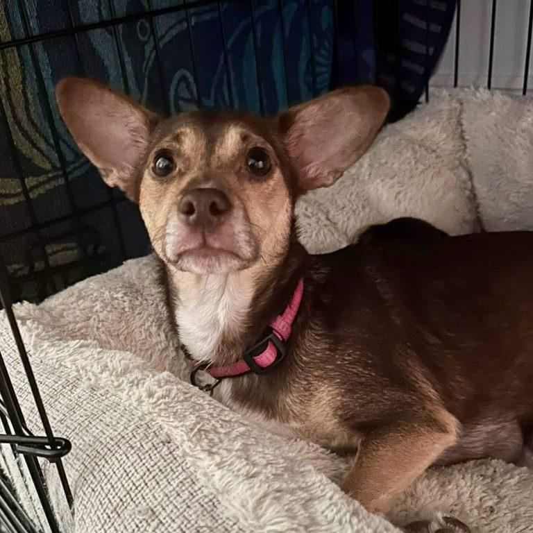 Enlarge Maple, a Adoptable Chihuahua in Hillsborough , NC image 1/3