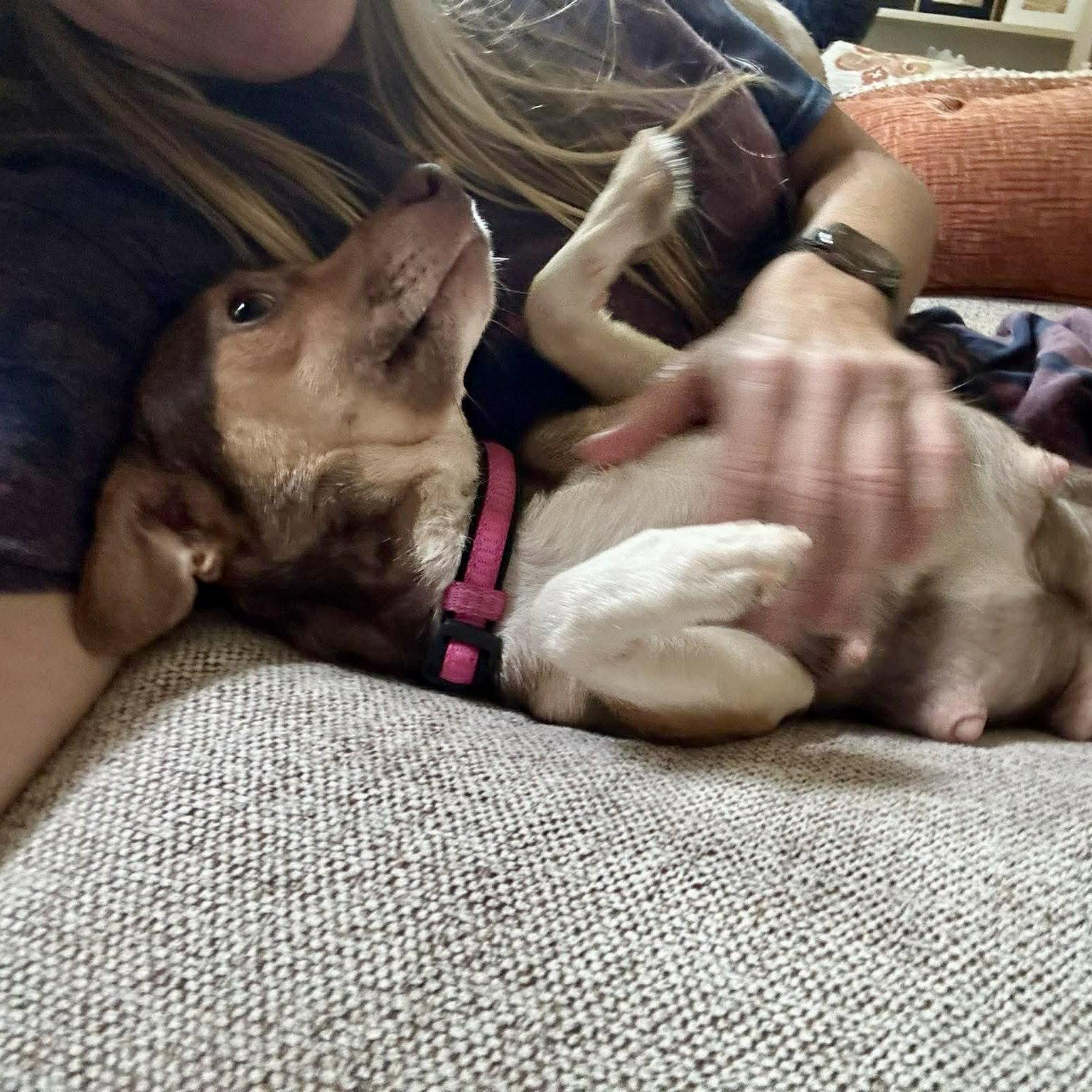 Enlarge Maple, a Adoptable Chihuahua in Hillsborough , NC image 2/3