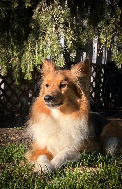 Arc, a ADOPTABLE mixed breed in Calgary, AB image 2/3