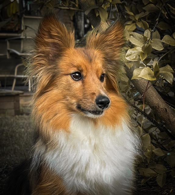Arc, a ADOPTABLE mixed breed in Calgary, AB image 1/3