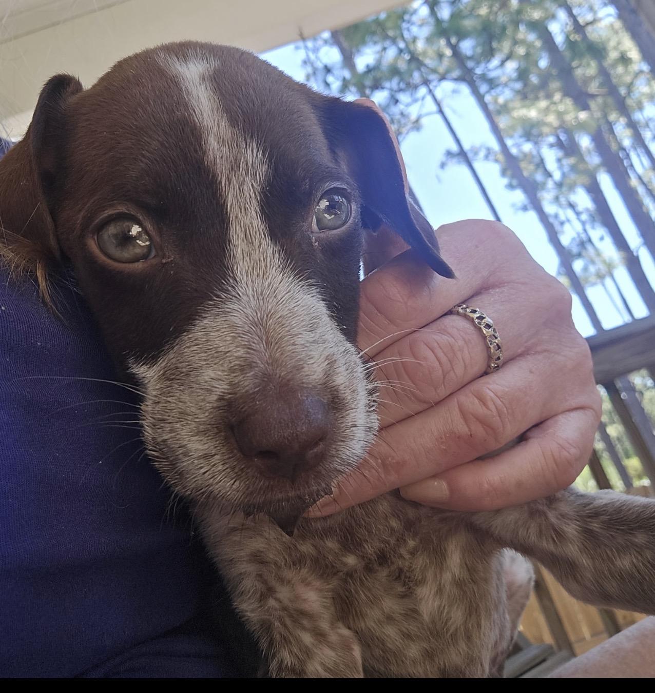 Freckles, an adopted mixed breed in Calabash, NC image 3/3