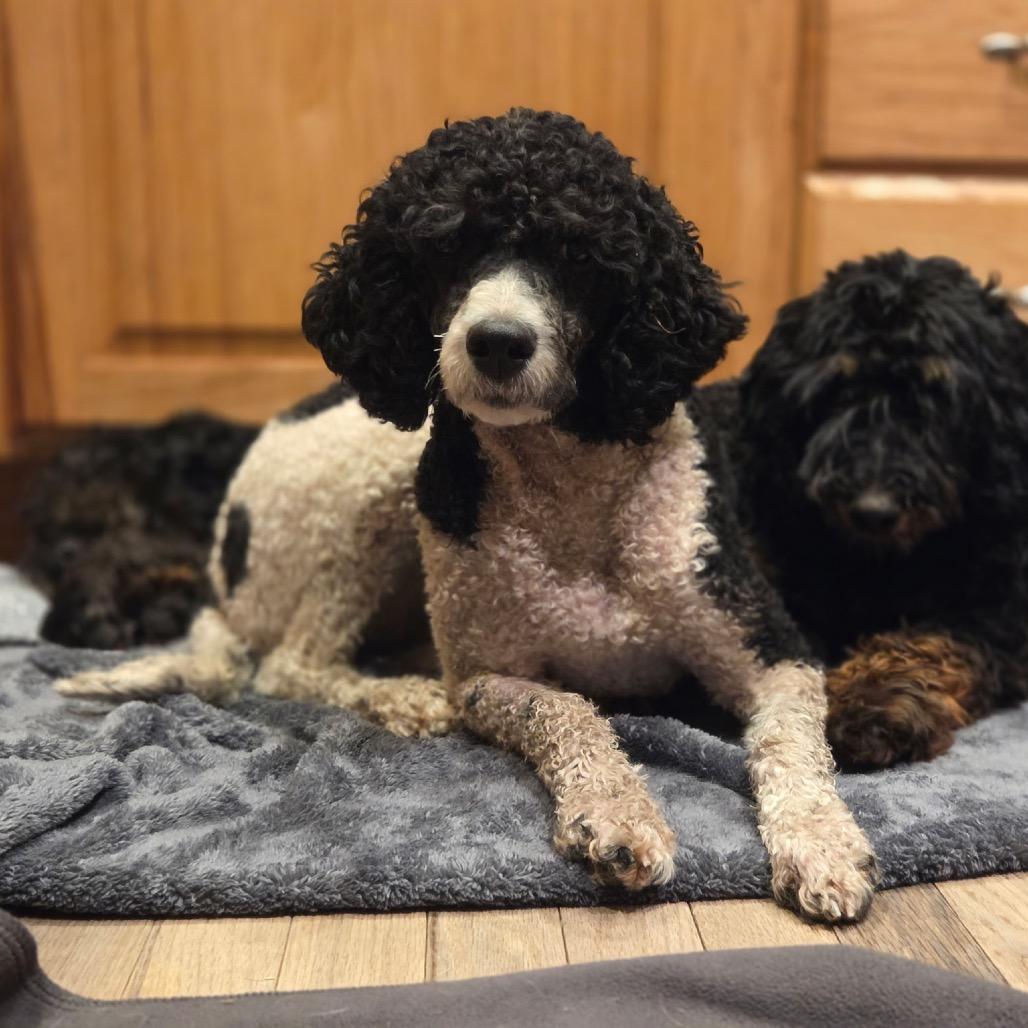Enlarge Odette, a Adoptable Miniature Poodle in Port Angeles, WA image 1/2