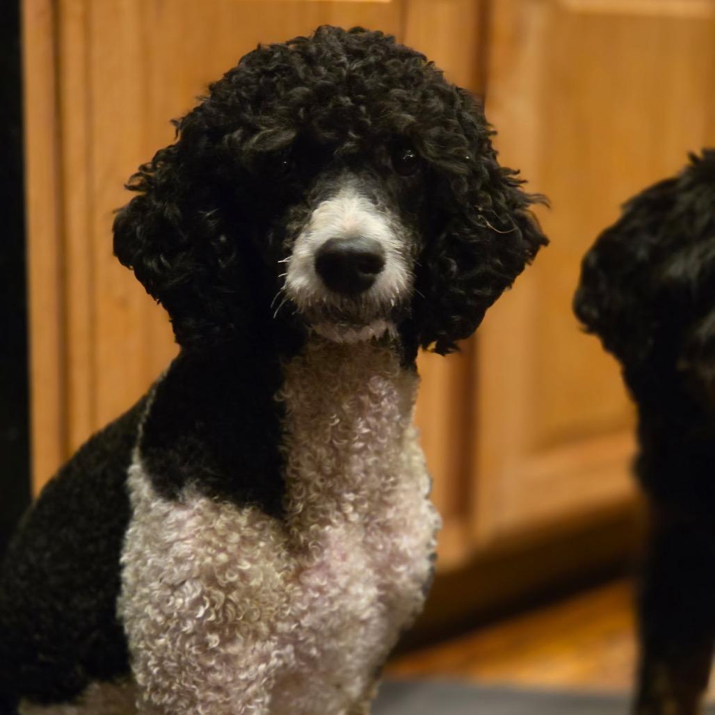 Enlarge Odette, a Adoptable Miniature Poodle in Port Angeles, WA image 2/2