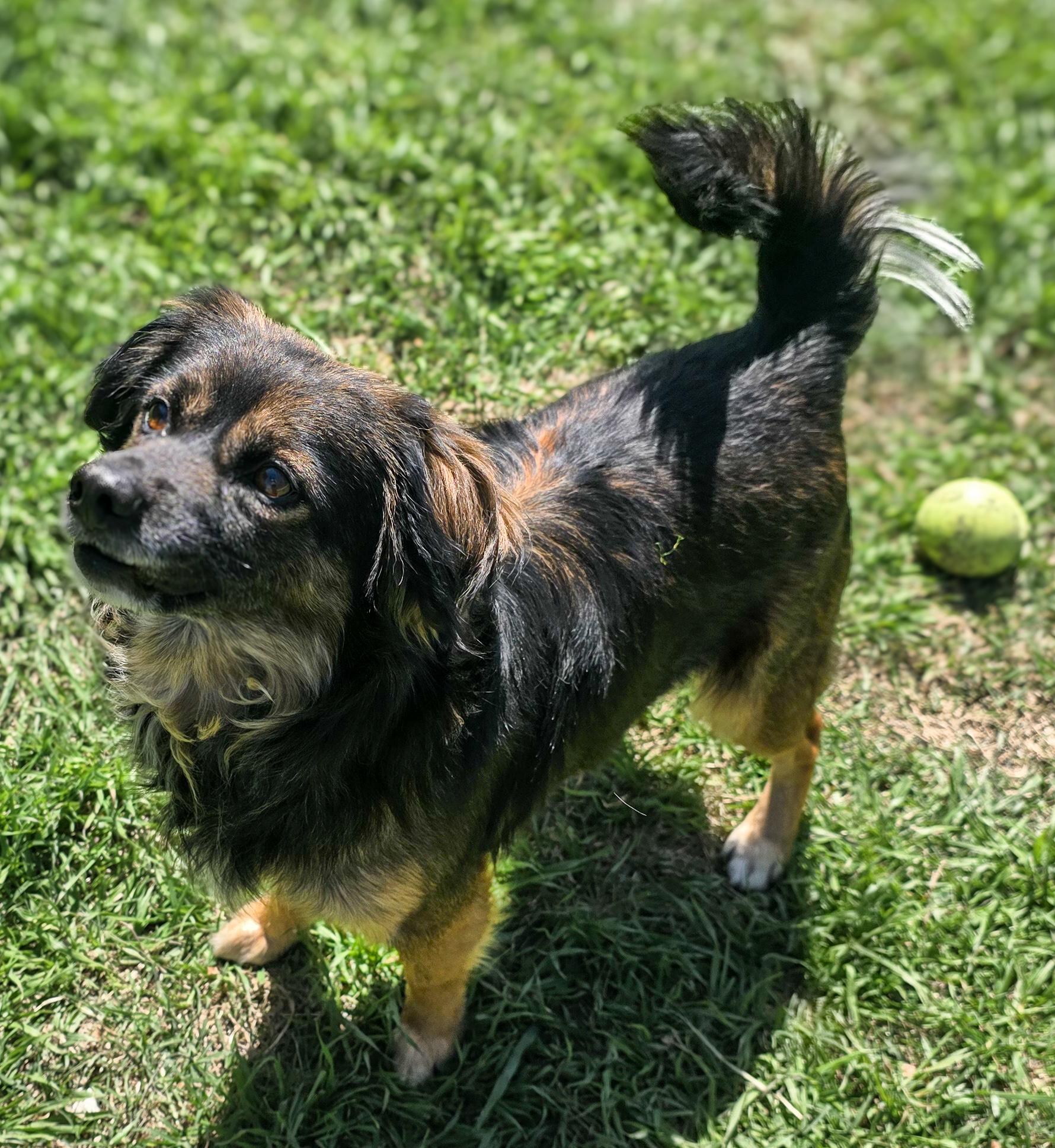 Enlarge Smokey, an adopted mixed breed in Cheyenne, WY image 3/4