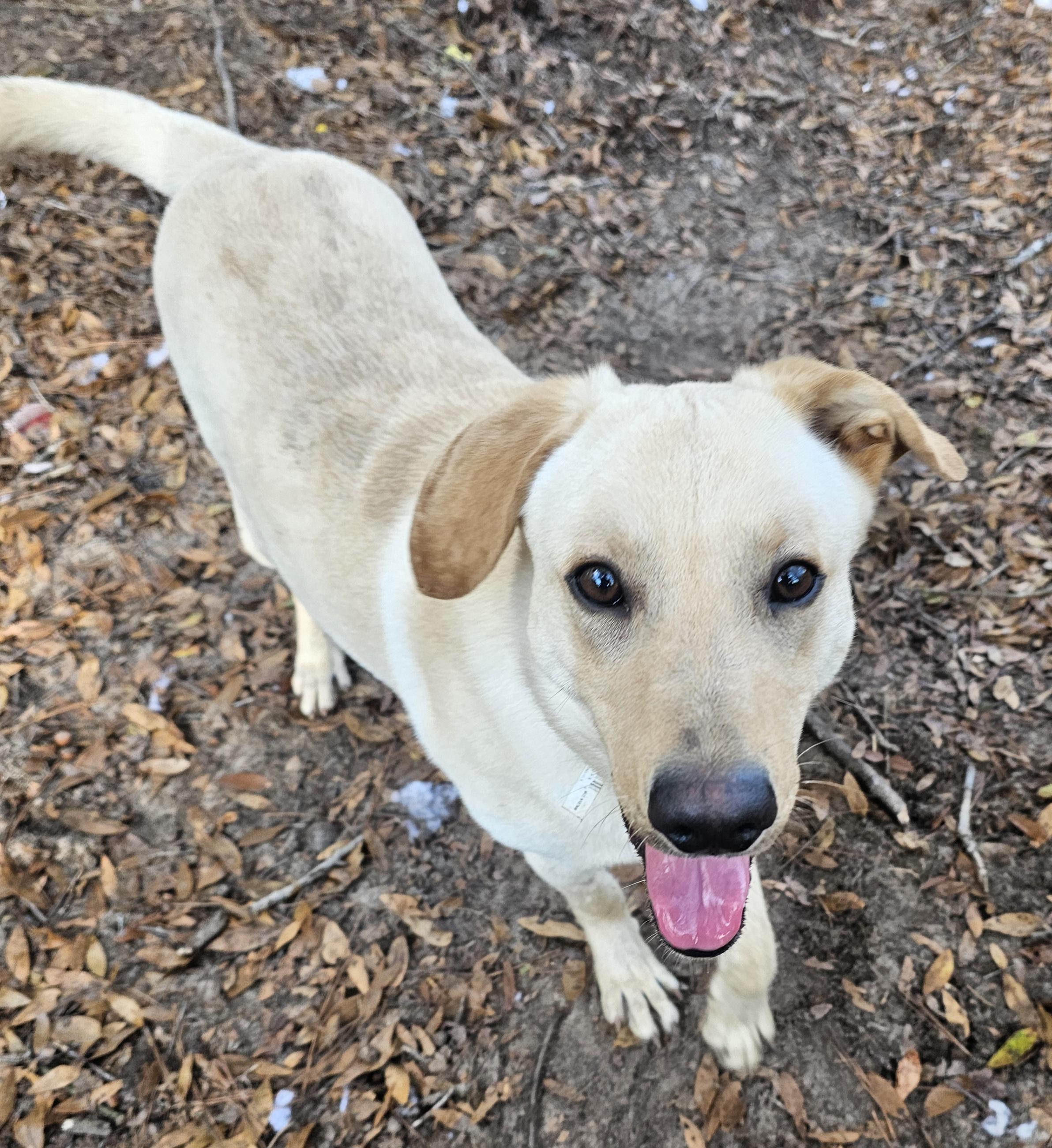 Clive, Young Male Labrador Retriever