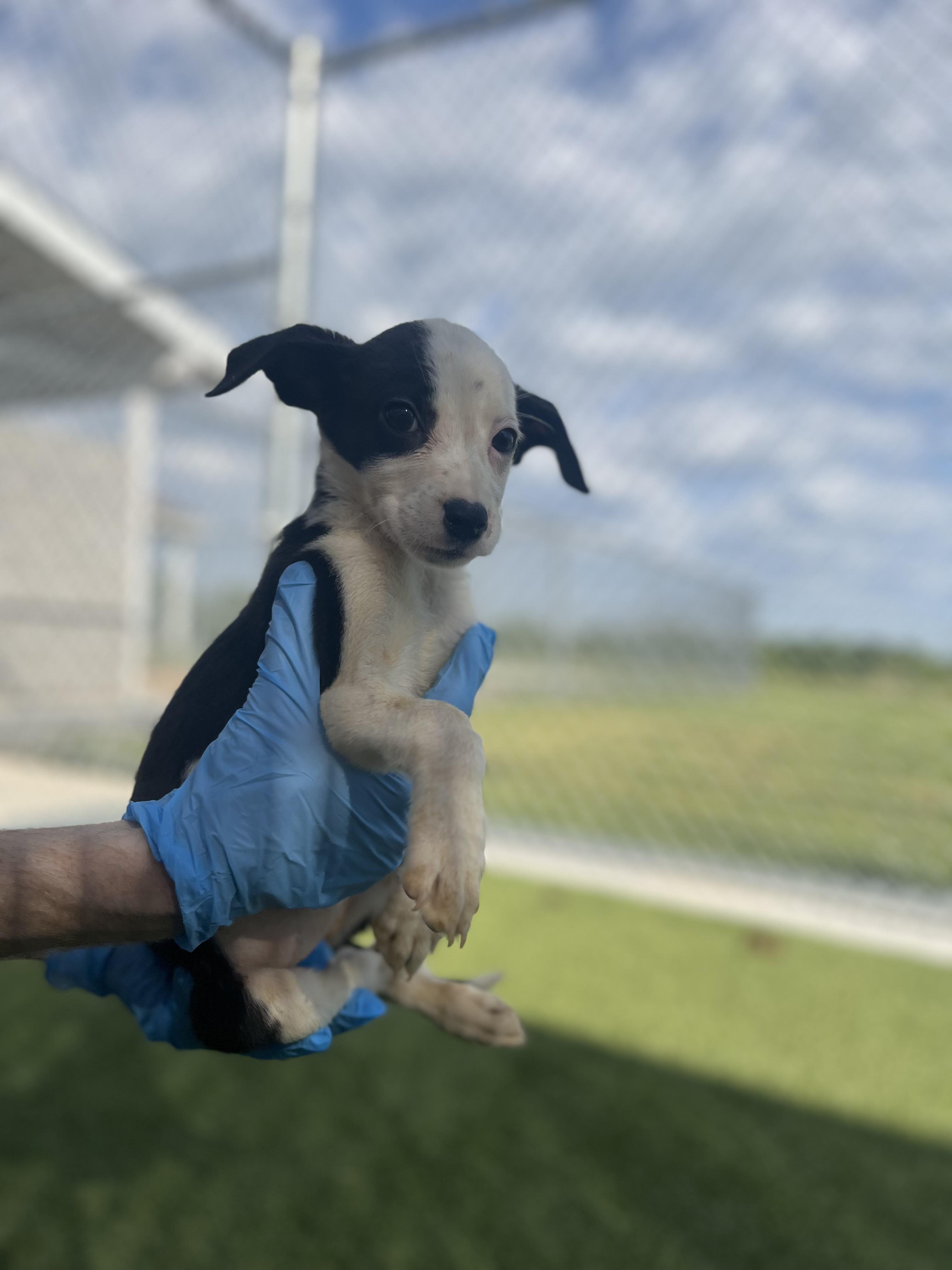 Georgia, a Adoptable mixed breed in Liberty, MO image 2/2