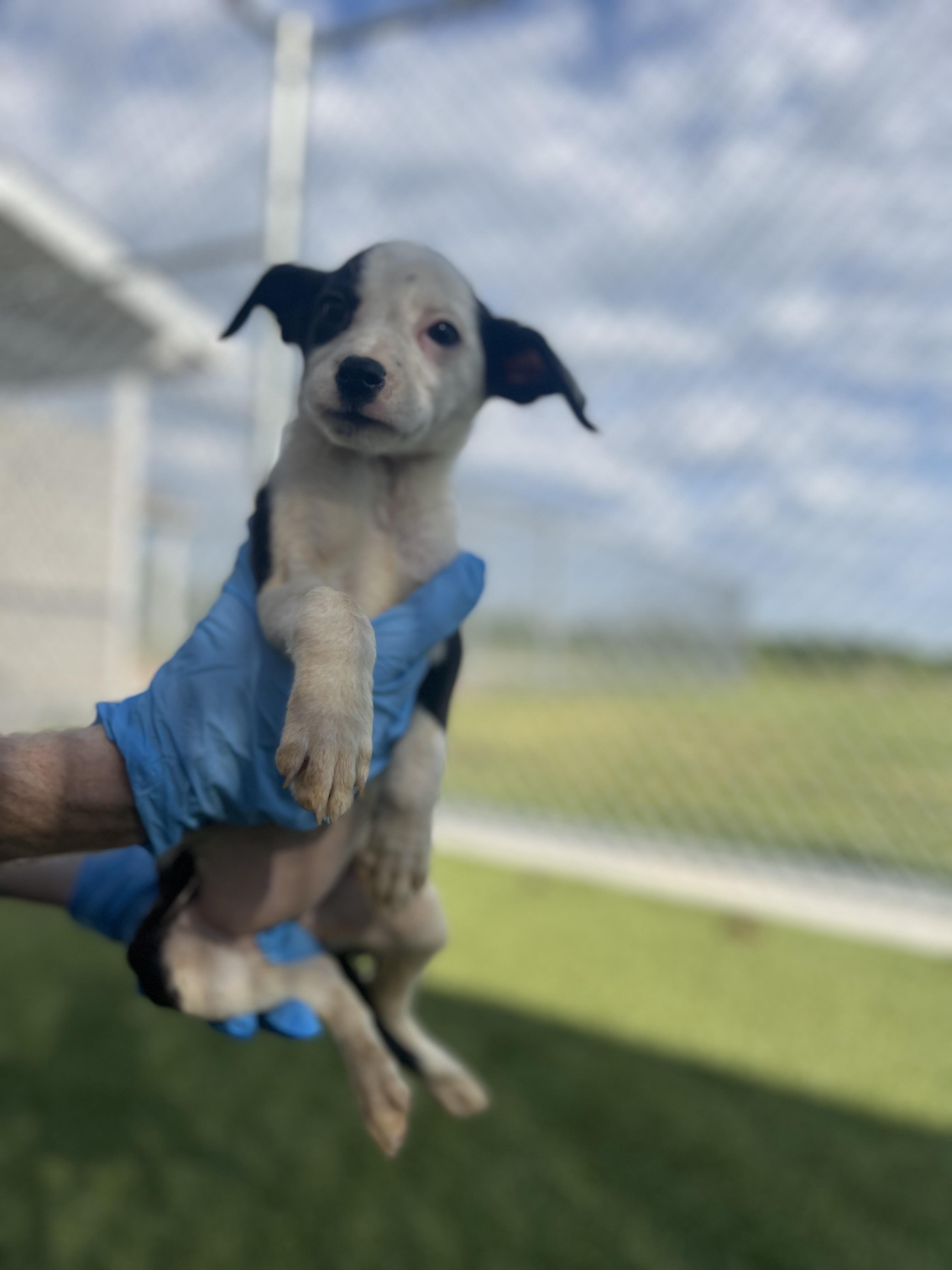 Georgia, Adoptable, Puppy Female Border Collie.