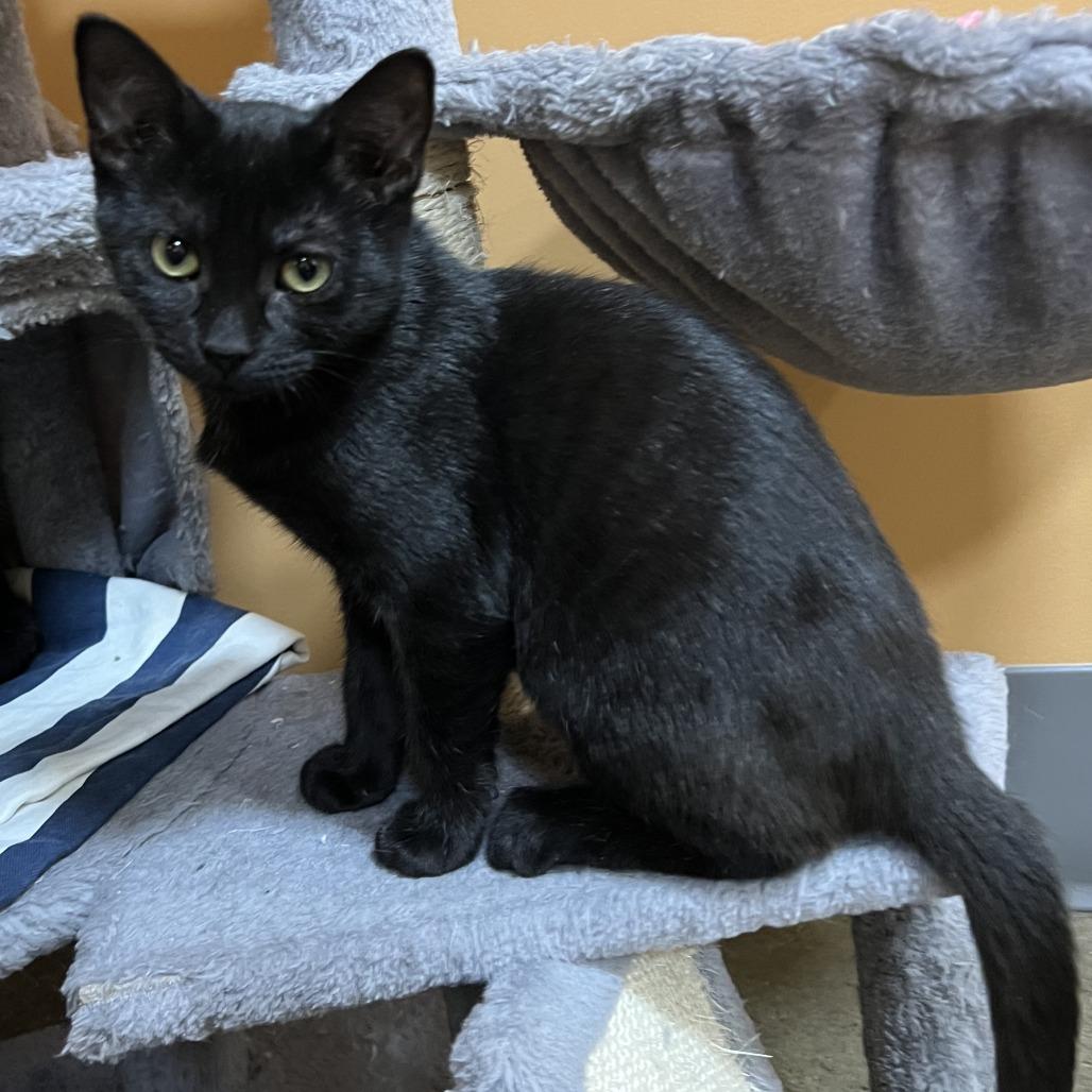 Enlarge Violet, a Adoptable Domestic Short Hair in Wadena, MN image 1/5
