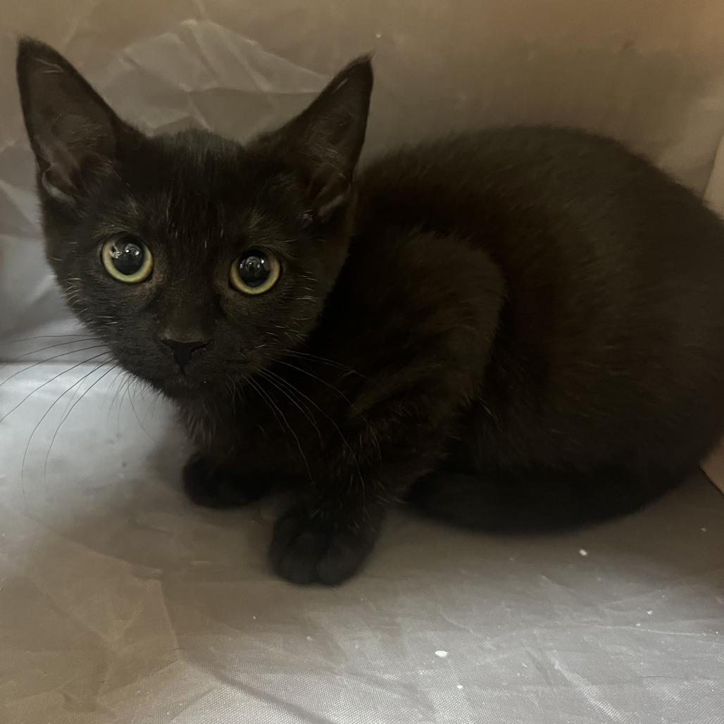 Enlarge Violet, a Adoptable Domestic Short Hair in Wadena, MN image 2/5