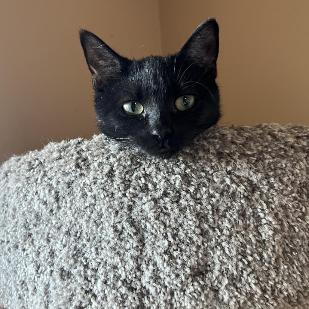 Enlarge Violet, a Adoptable Domestic Short Hair in Wadena, MN image 4/5