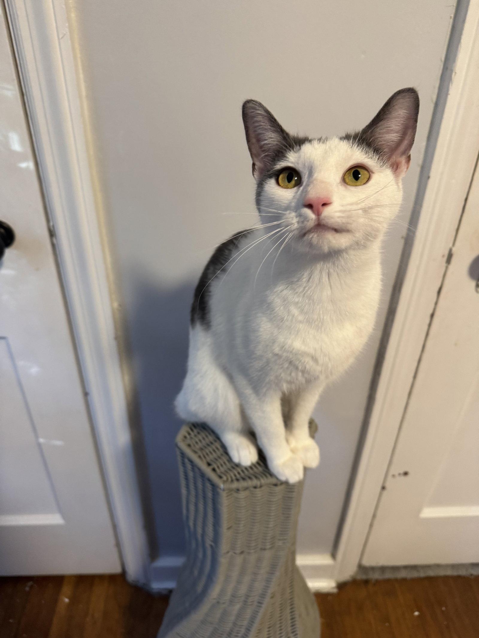 Enlarge Penelope, a Adoptable Domestic Short Hair in Newtown Square, PA image 2/3