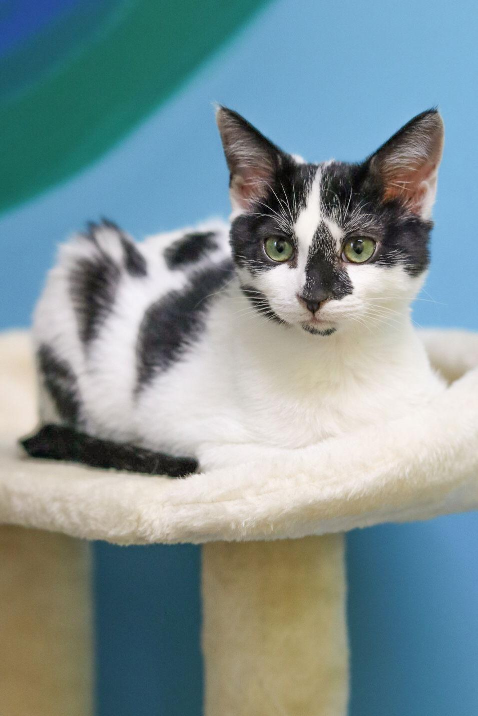 Dr. Jekyll, Adoptable, Kitten Male Domestic Short Hair.