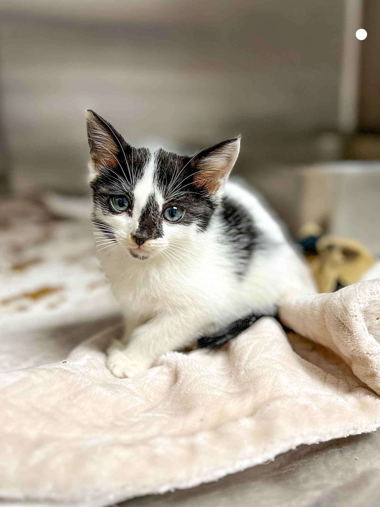 Enlarge Dr. Jekyll, a Adoptable Domestic Short Hair in Sanford, NC image 1/2