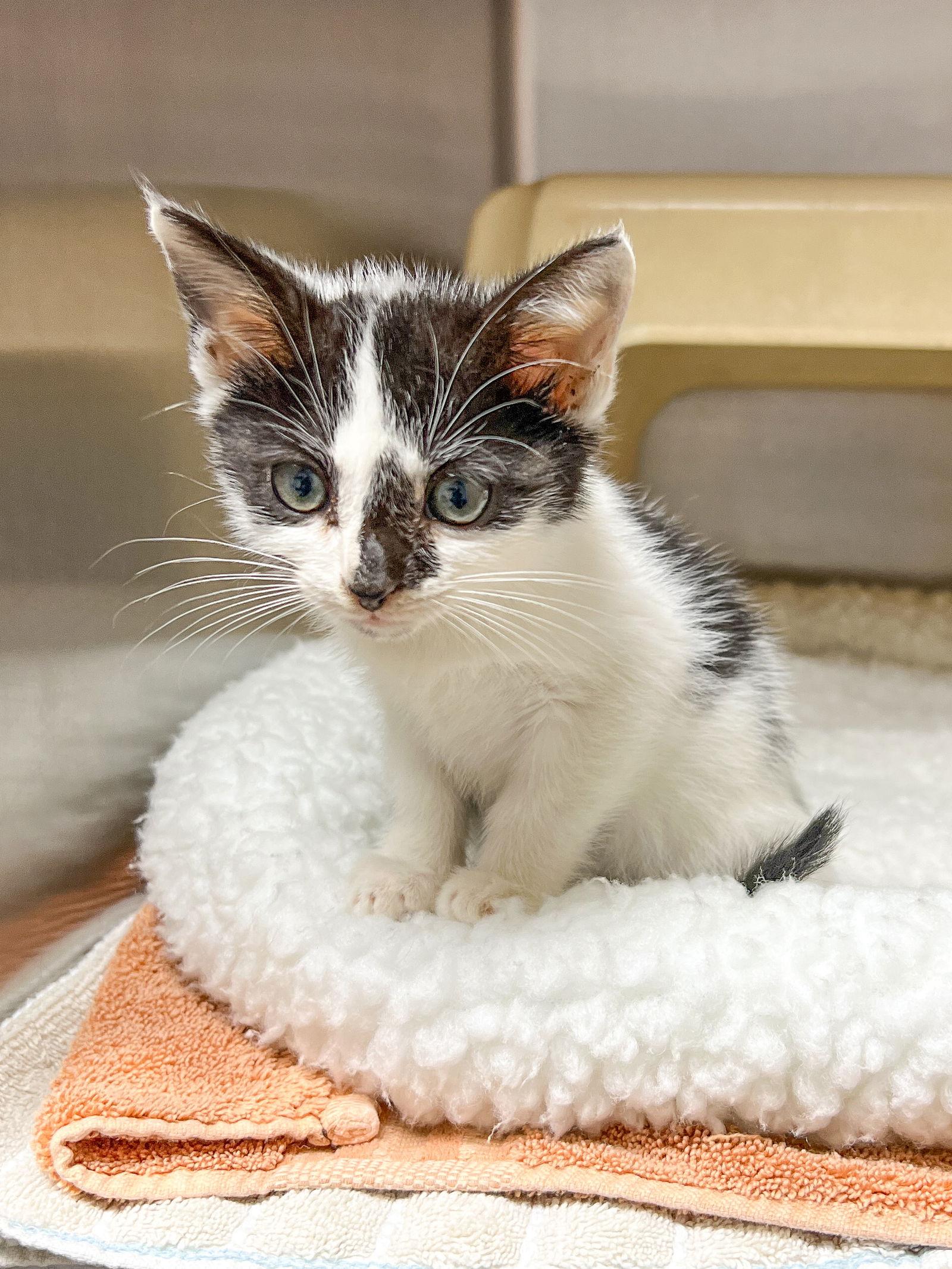 Enlarge Dr. Jekyll, a Adoptable Domestic Short Hair in Sanford, NC image 2/2