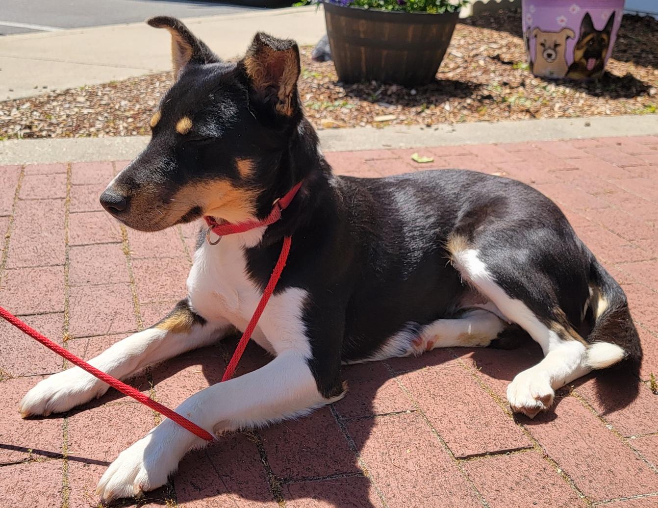 Zoey, a ADOPTABLE mixed breed in Prince Frederick, MD image 2/4
