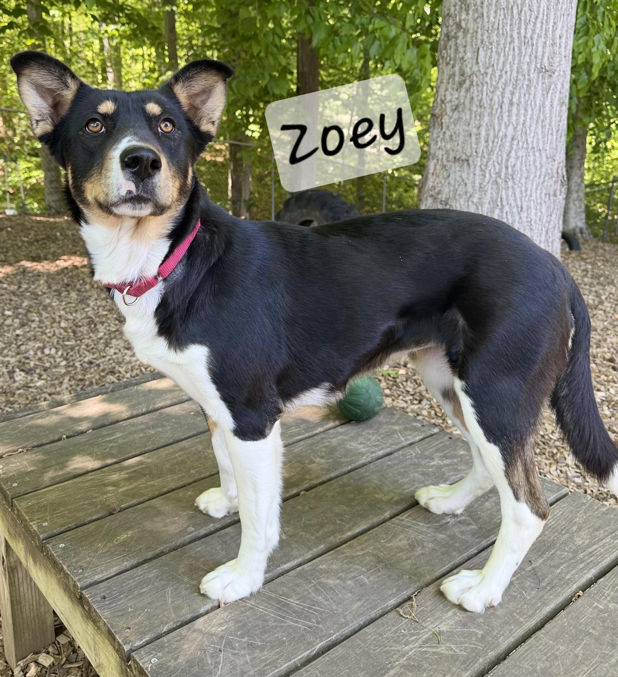 Zoey, ADOPTABLE, Adult Female Husky.