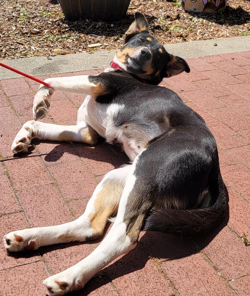 Zoey, a ADOPTABLE mixed breed in Prince Frederick, MD image 3/4