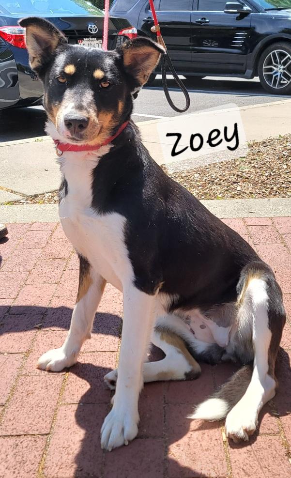 Zoey, a ADOPTABLE mixed breed in Prince Frederick, MD image 4/4