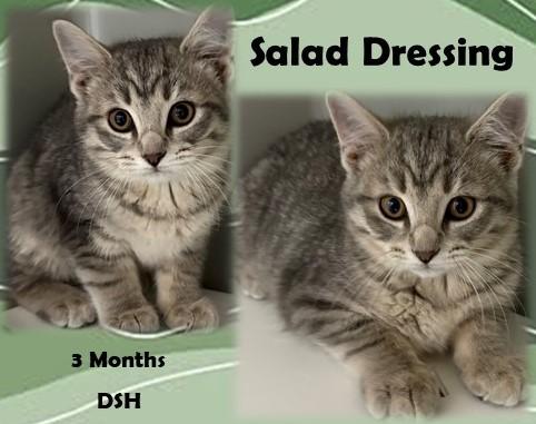 Enlarge Salad Dressing, an adopted Domestic Short Hair in Franklin, IN image 1/1