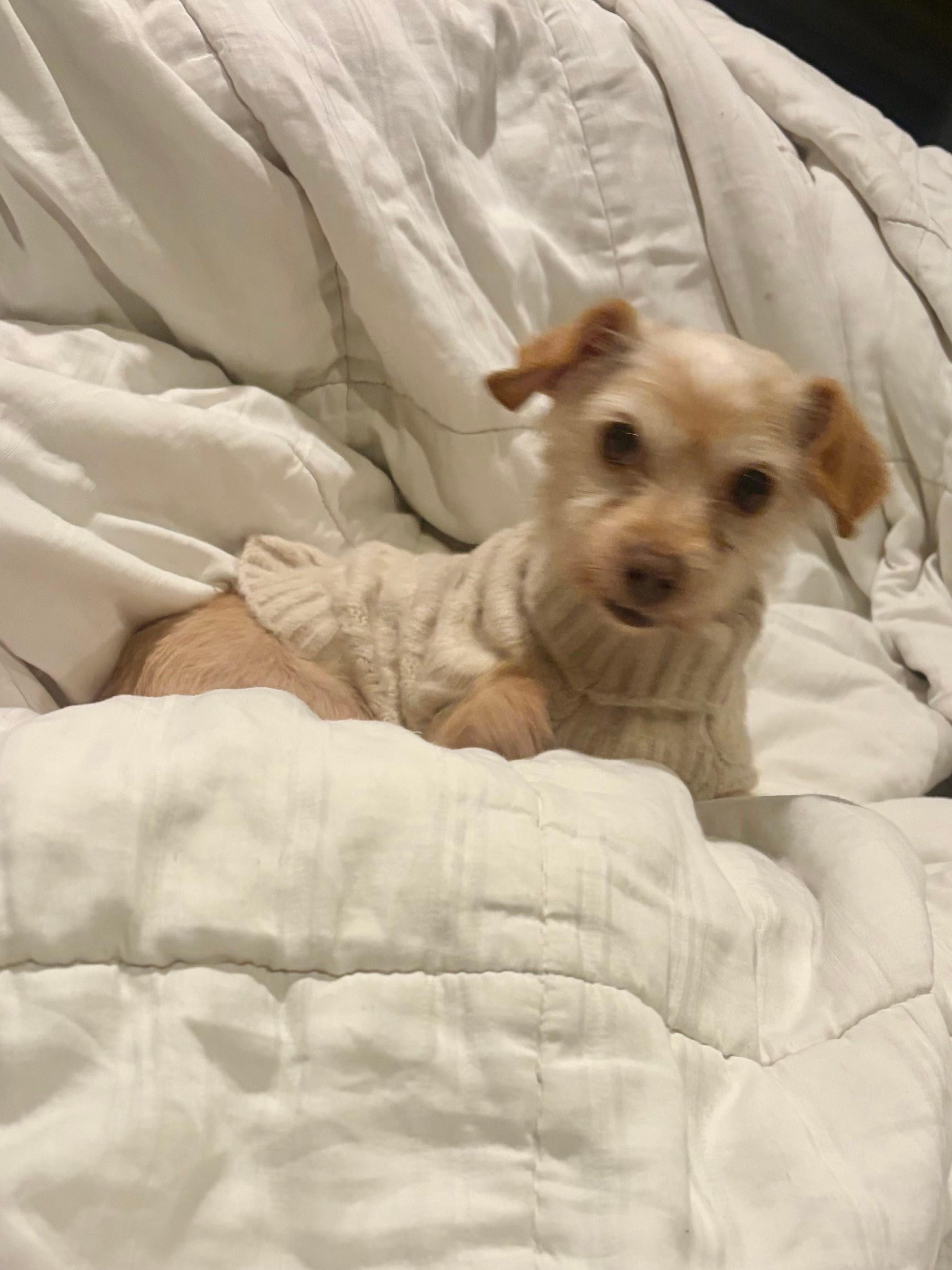 Enlarge Princess, an adopted mixed breed in Los Angeles, CA image 1/4