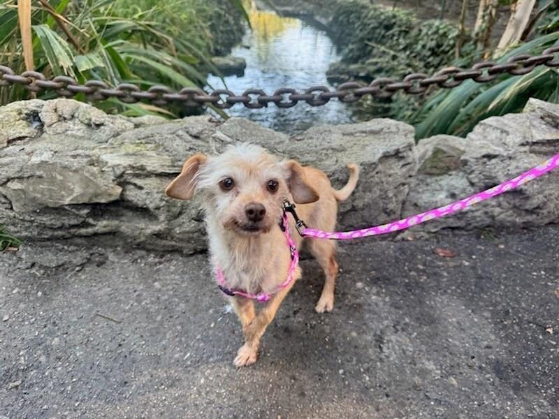 Enlarge Princess, an adopted mixed breed in Los Angeles, CA image 4/4