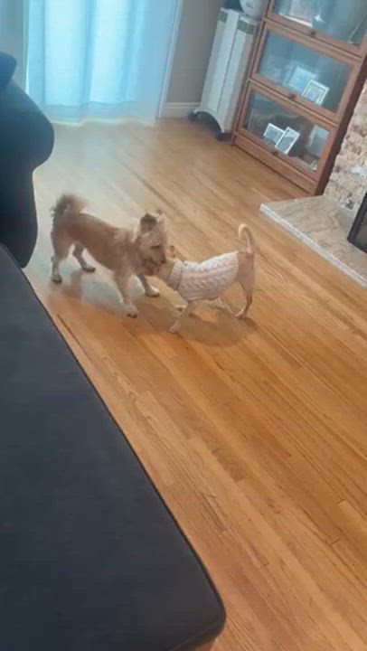 Enlarge Princess, an adopted mixed breed in Los Angeles, CA video 2/4