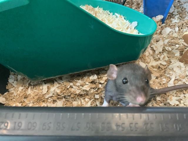 Enlarge Cookie, an adopted Rat in Berkeley, CA image 1/1