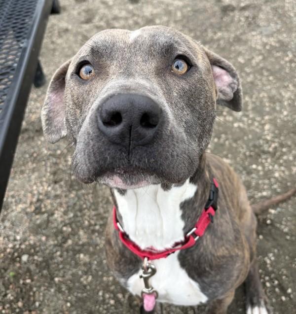 Milo, Adoptable, Young Male Pit Bull Terrier.