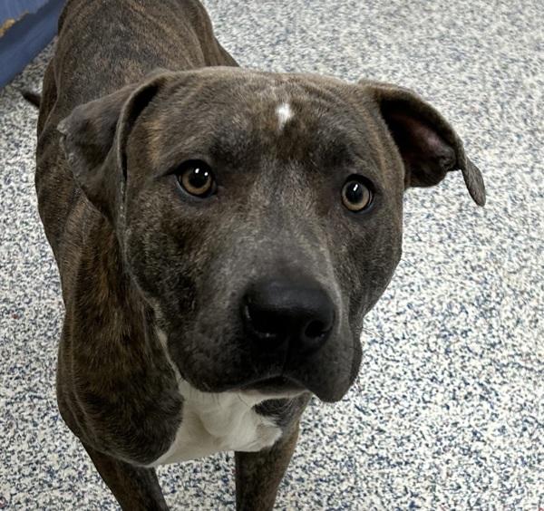 Enlarge Milo, a Adoptable mixed breed in Golden, CO image 2/2