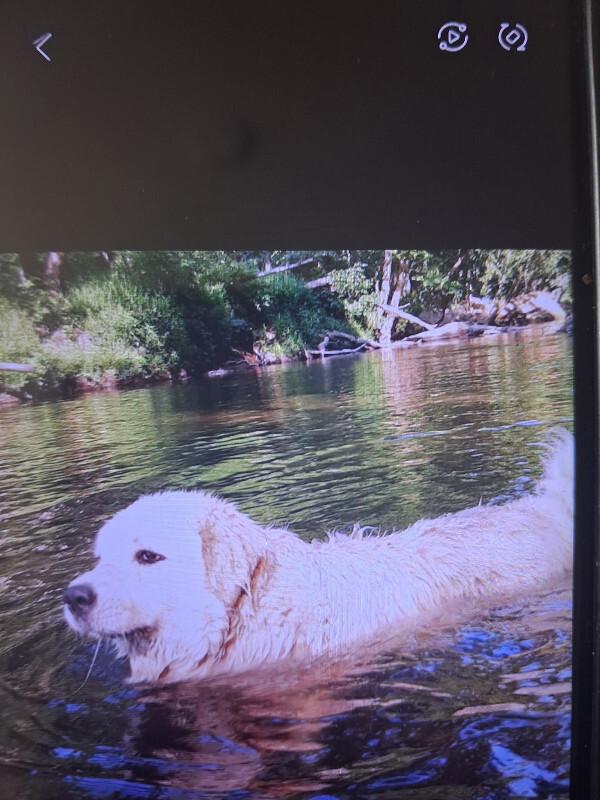 Pearl, Adoptable, Adult Female Great Pyrenees.