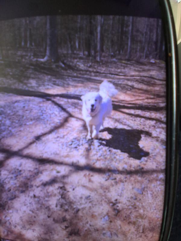 Enlarge Pearl, a Adoptable Great Pyrenees in Partlow, VA image 2/3