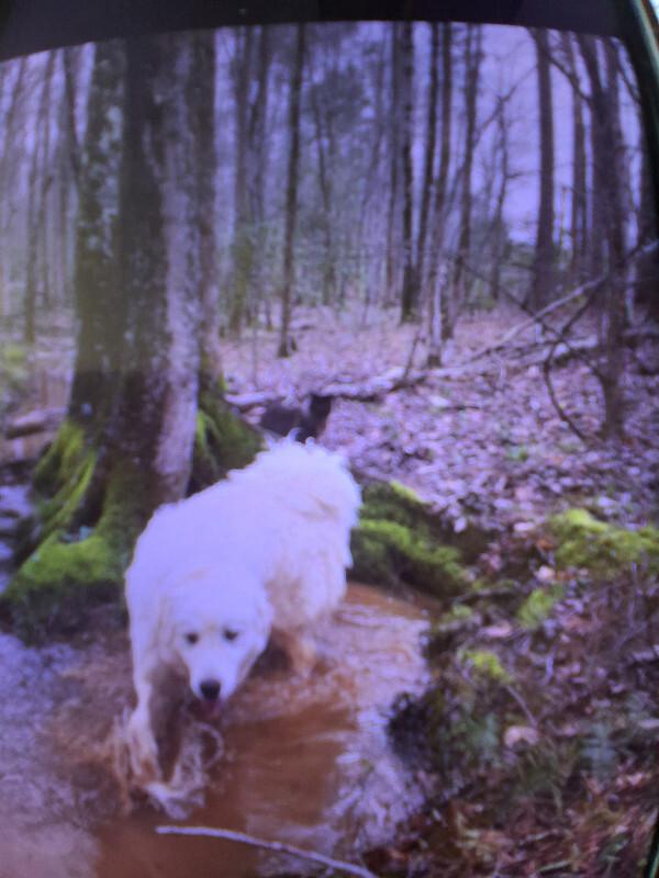 Enlarge Pearl, a Adoptable Great Pyrenees in Partlow, VA image 3/3