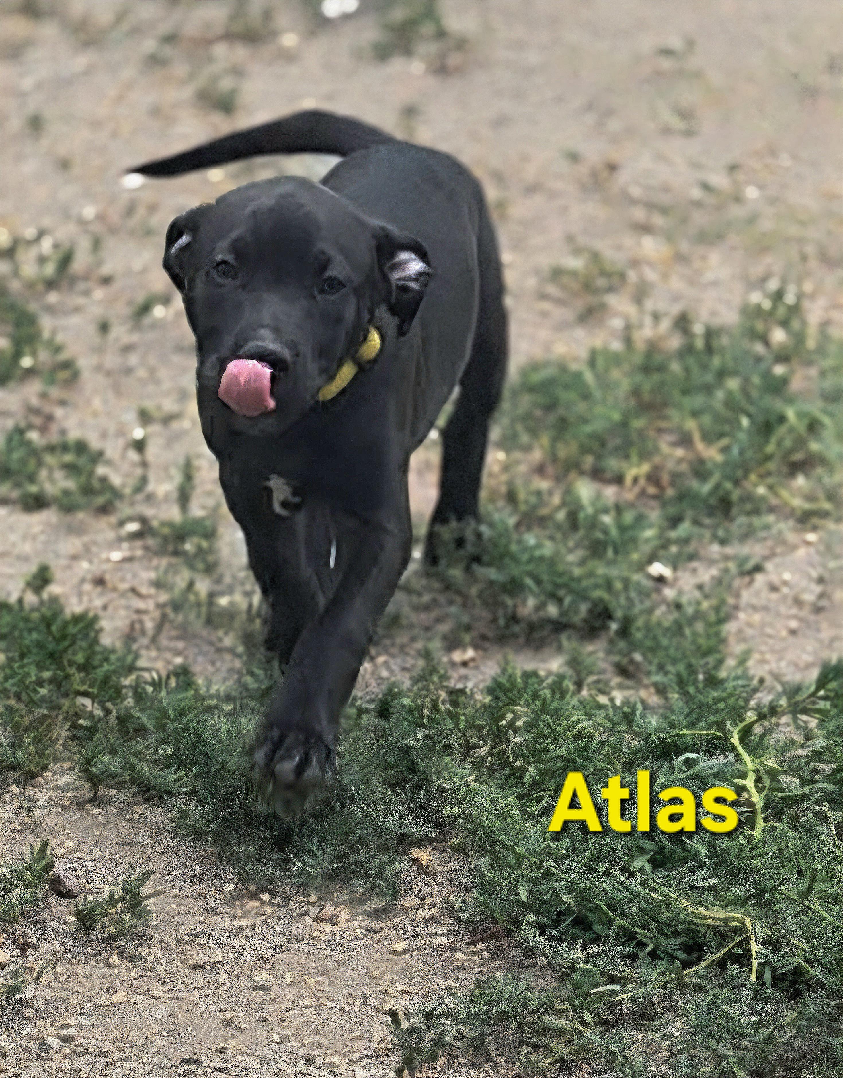 Atlas, ADOPTABLE, Puppy Male Black Labrador Retriever.
