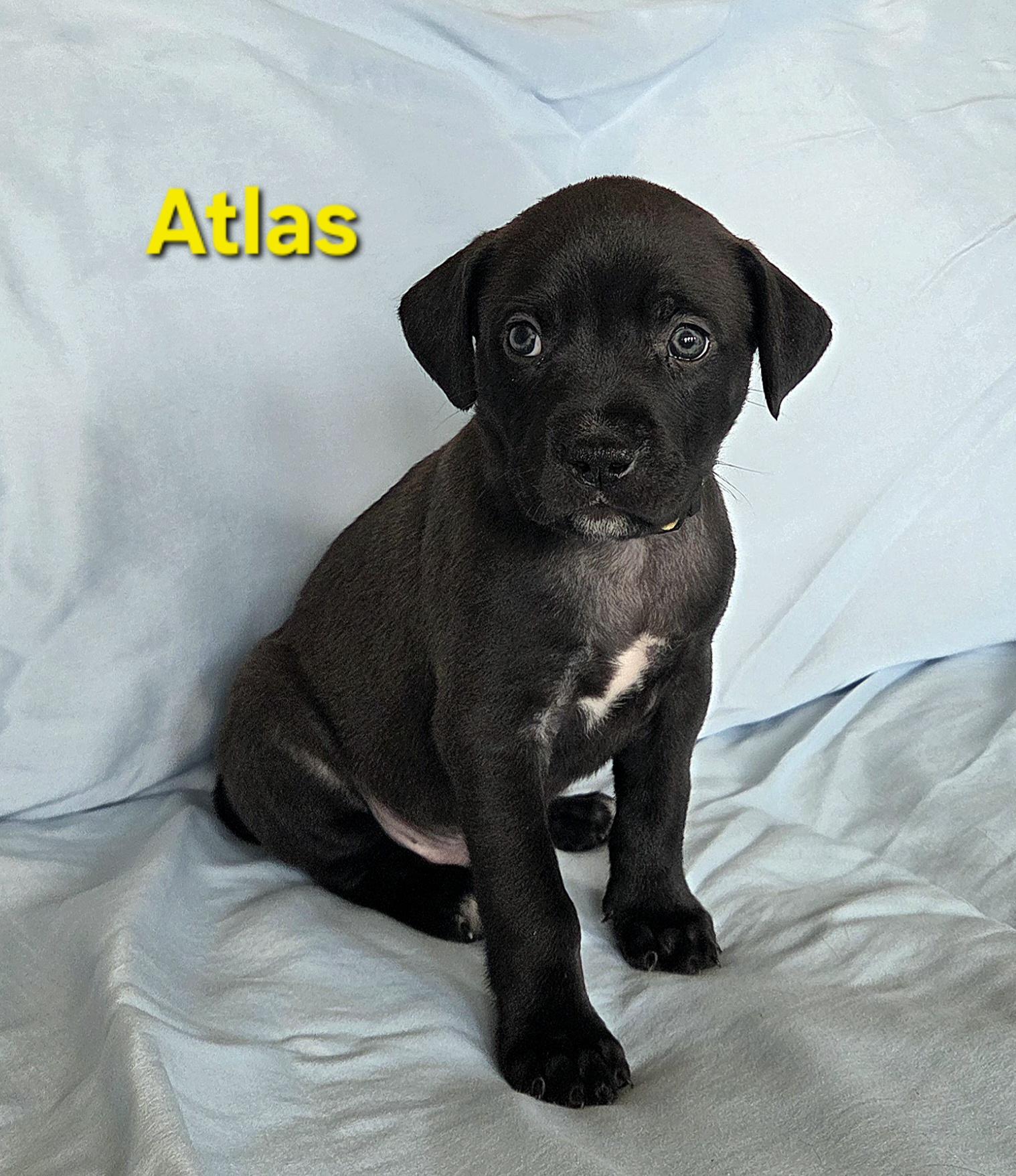 Atlas, a ADOPTABLE mixed breed in Colorado Springs, CO image 2/2