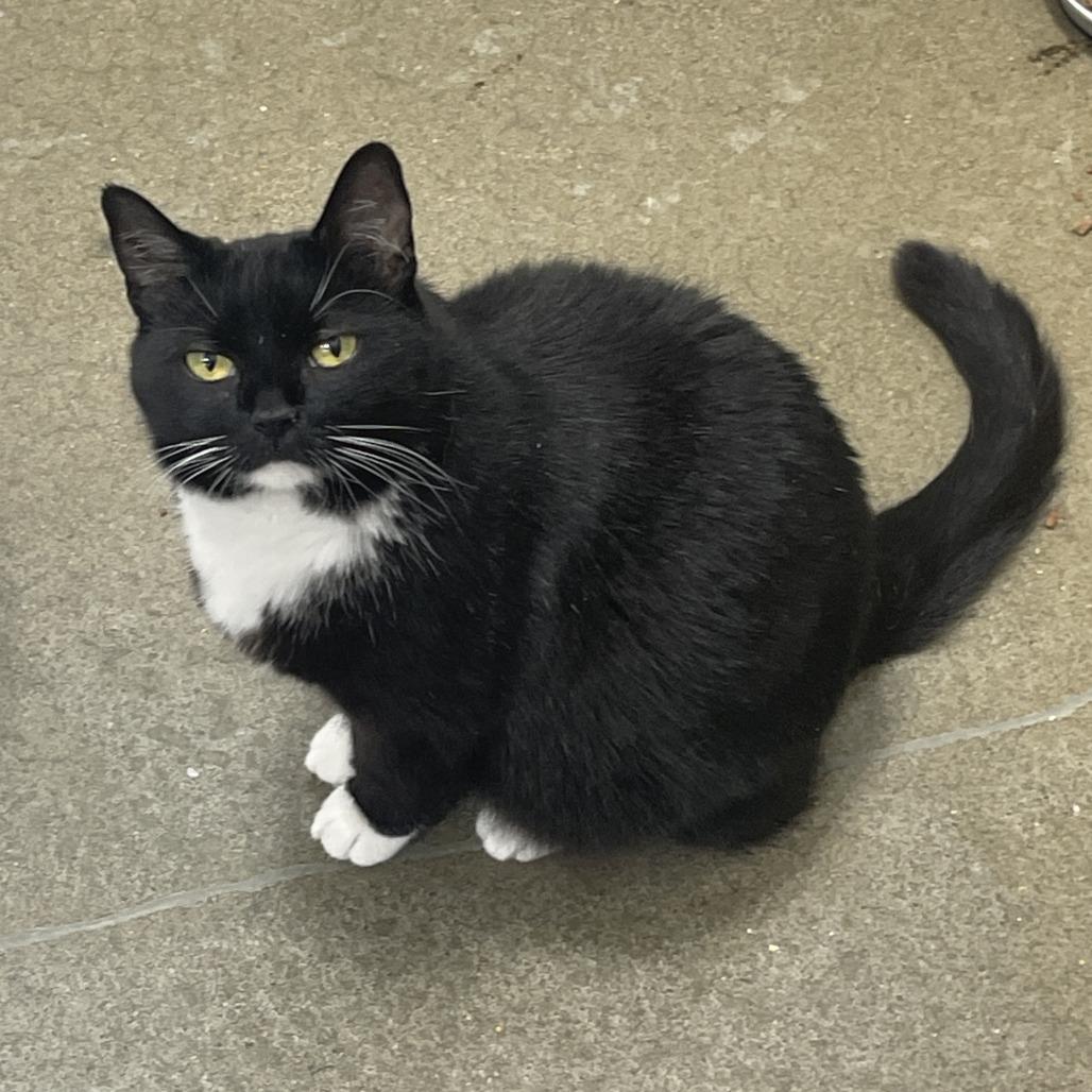 April 2026, Adoptable, Adult Female Domestic Short Hair.