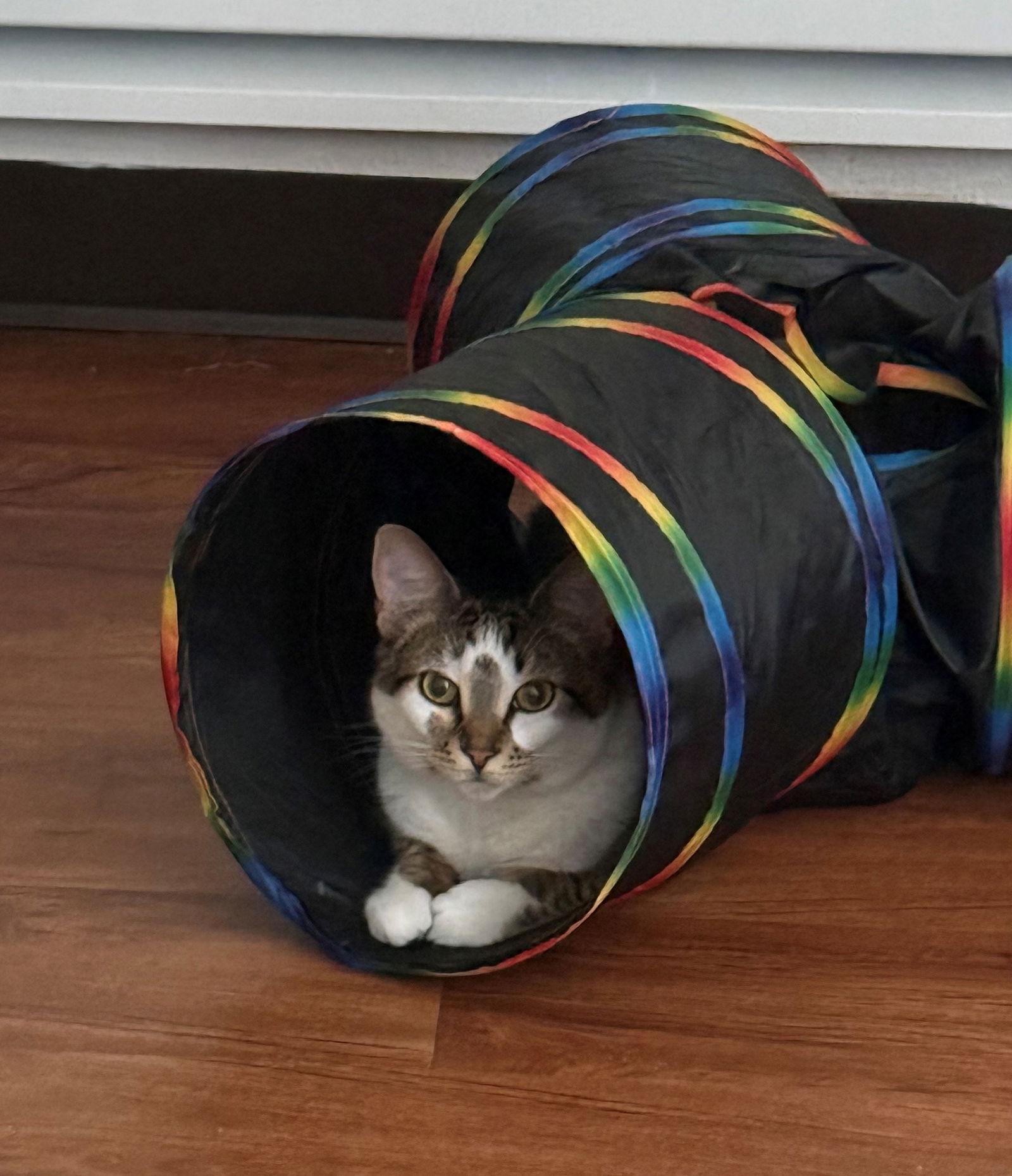 BELLE #1753n - Offered by Owner - Young female, Adoptable, Adult Female Domestic Short Hair & Tabby.