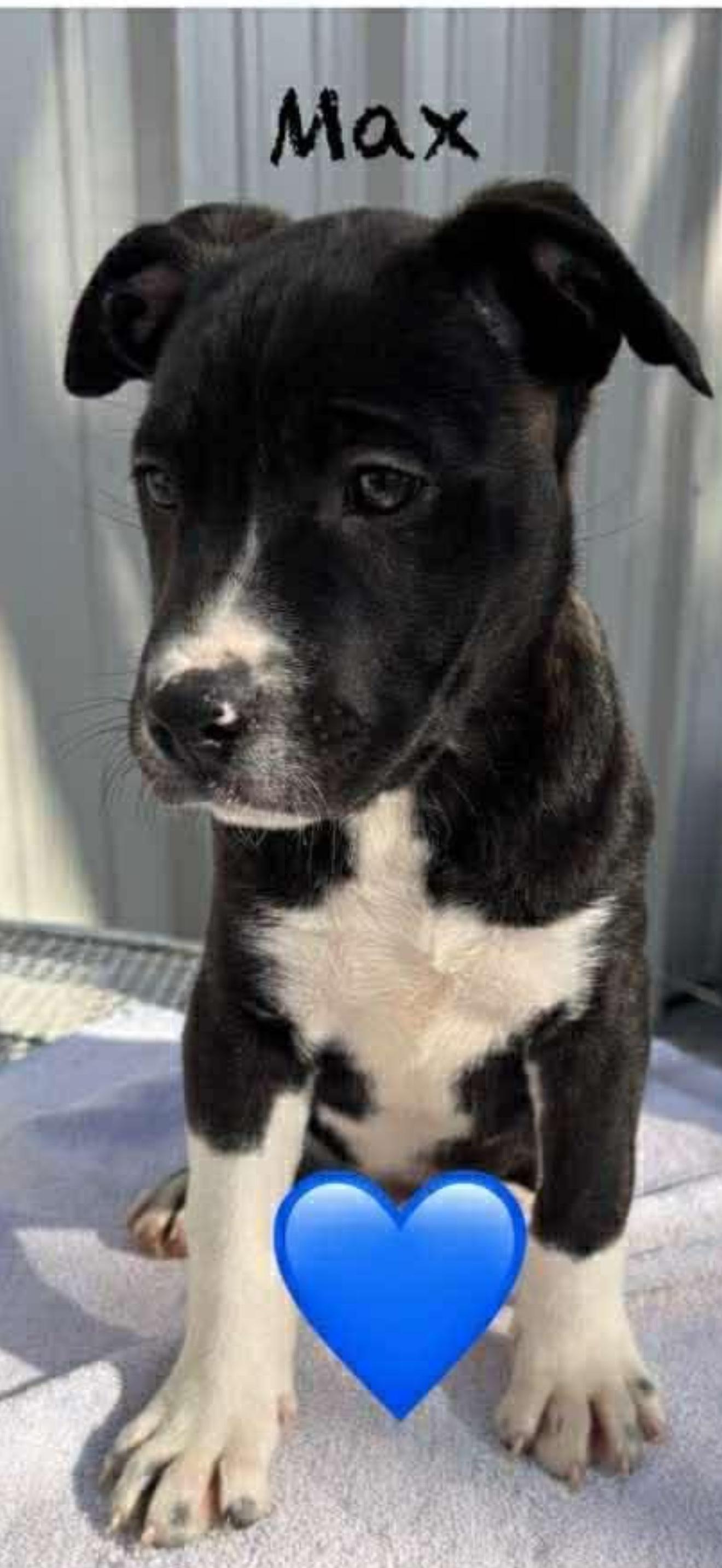 Enlarge Max, a ADOPTABLE mixed breed in Columbia, MD image 3/3