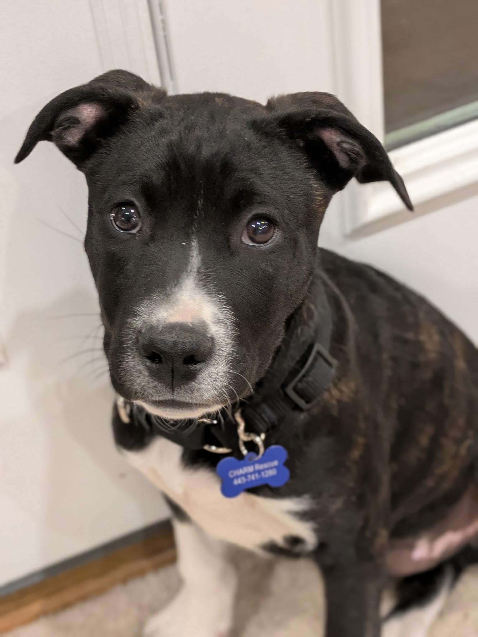 Max, ADOPTABLE, Puppy Male Labrador Retriever.