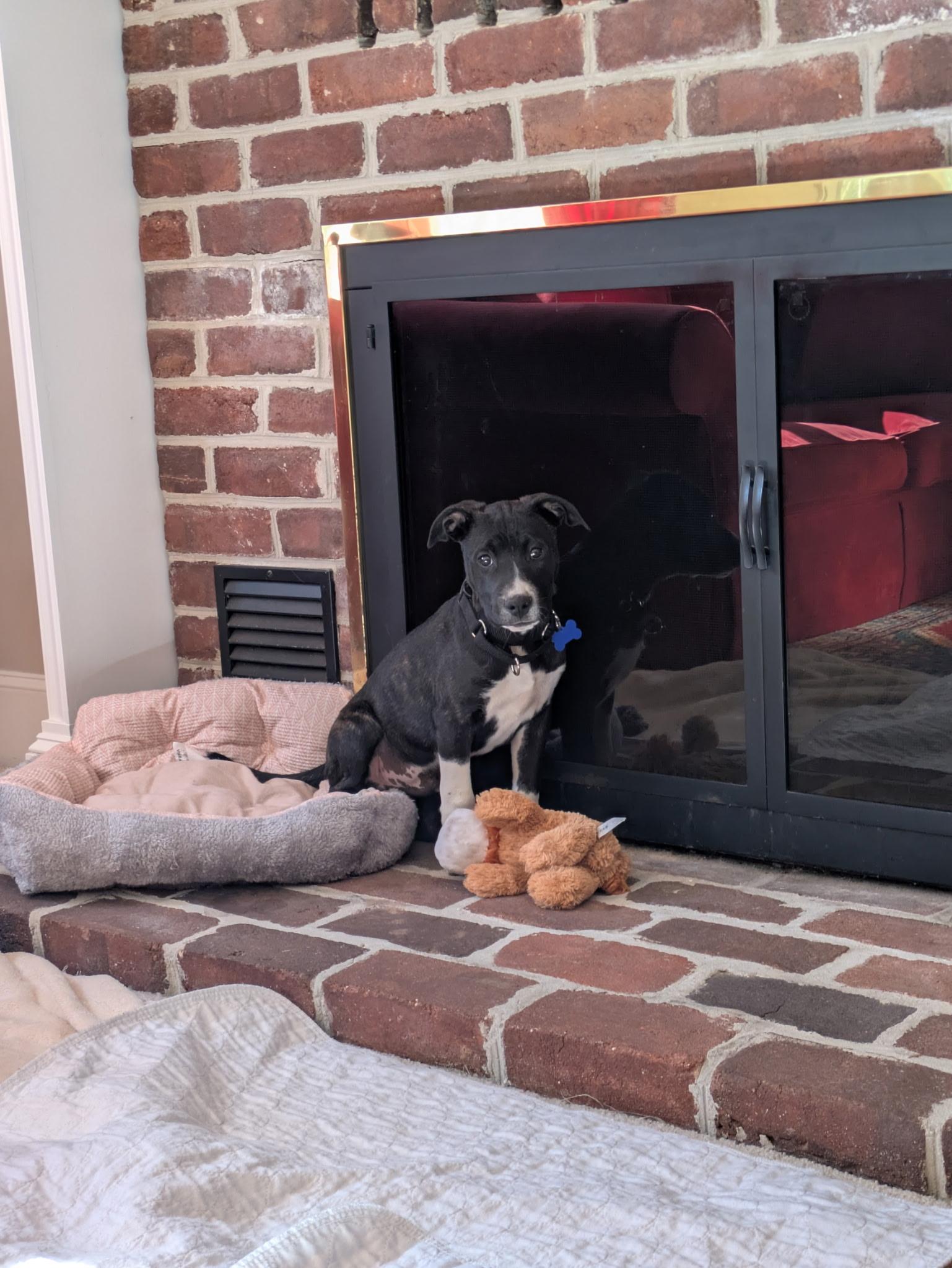 Enlarge Max, a ADOPTABLE mixed breed in Columbia, MD image 2/3