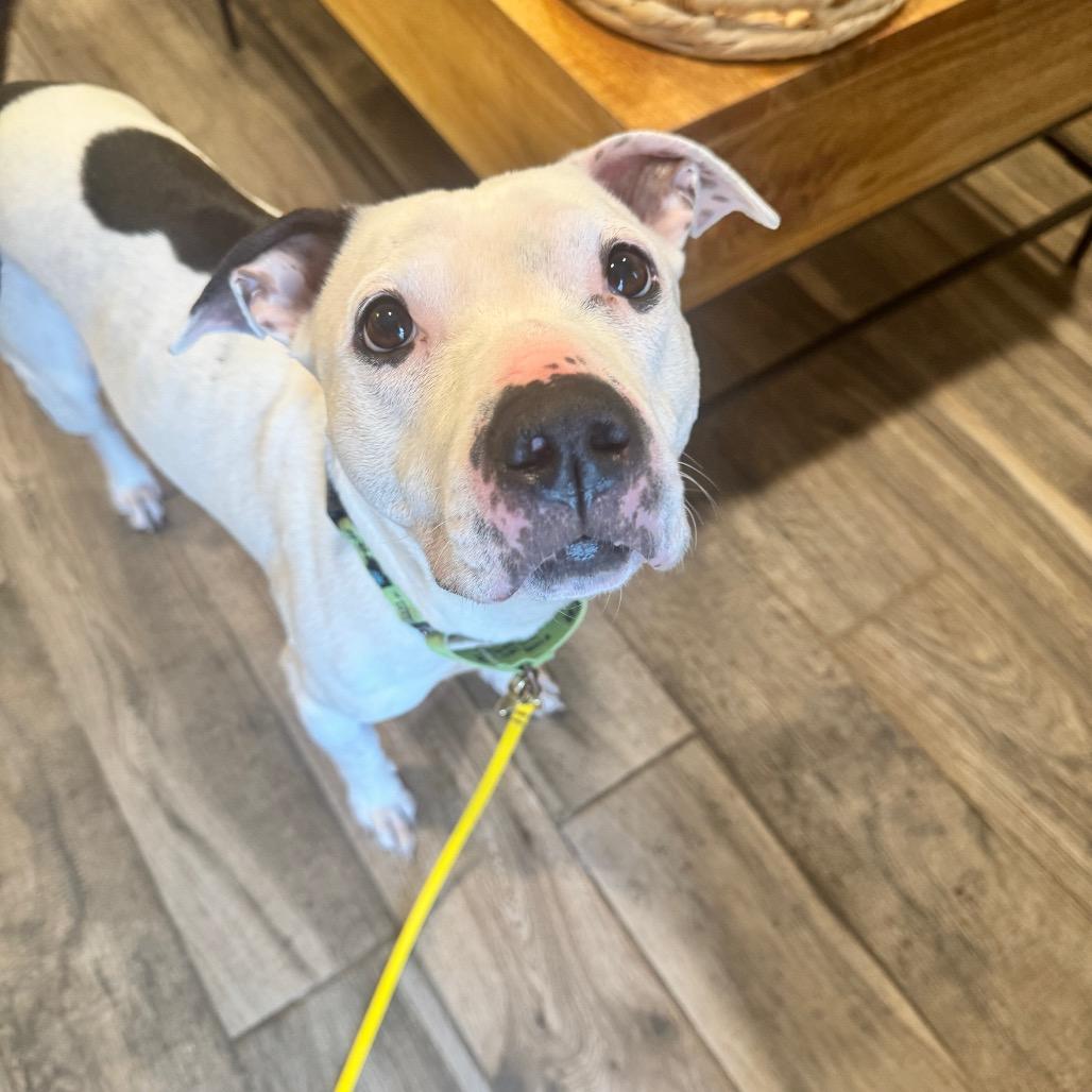 Emily Charlton, Adoptable, Adult Female Mixed Breed.