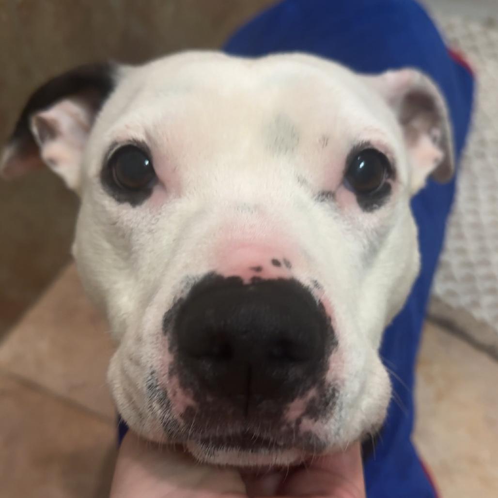Enlarge Emily Charlton, a Adoptable Mixed Breed in Jersey City, NJ image 2/6