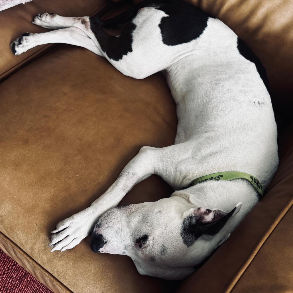Enlarge Emily Charlton, a Adoptable Mixed Breed in Jersey City, NJ image 3/6